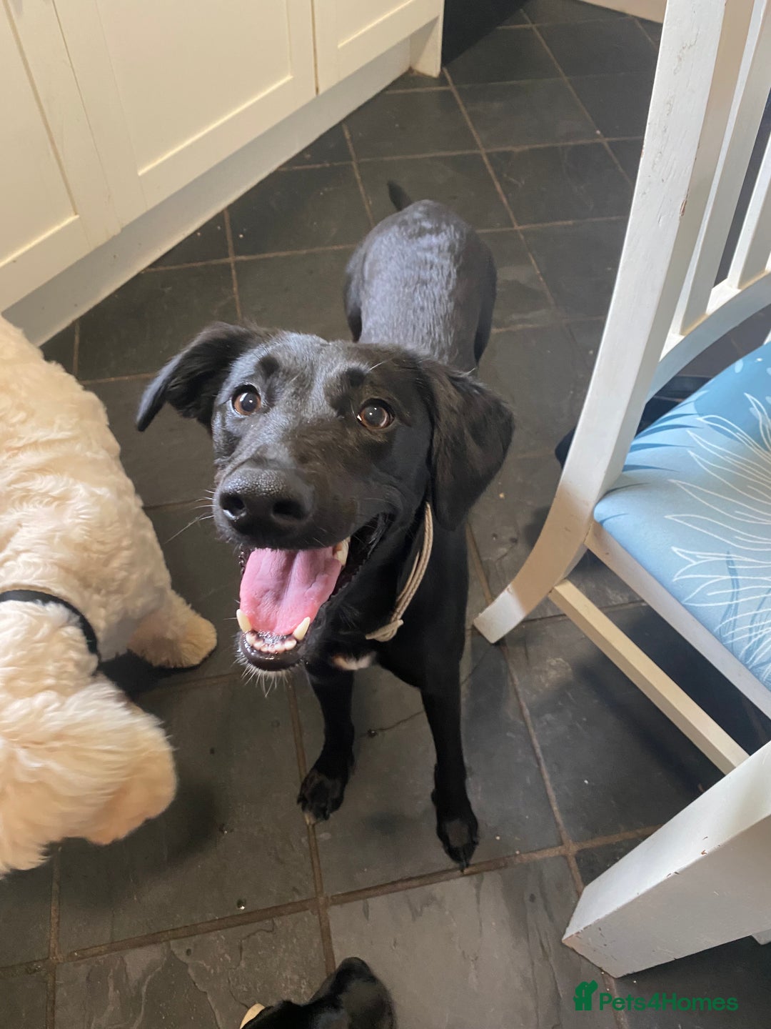 Mixed Breed dogs for sale: Bella - Image 1