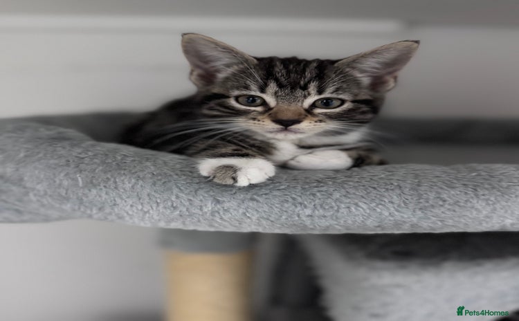 Mixed Breed cats - Advert 9