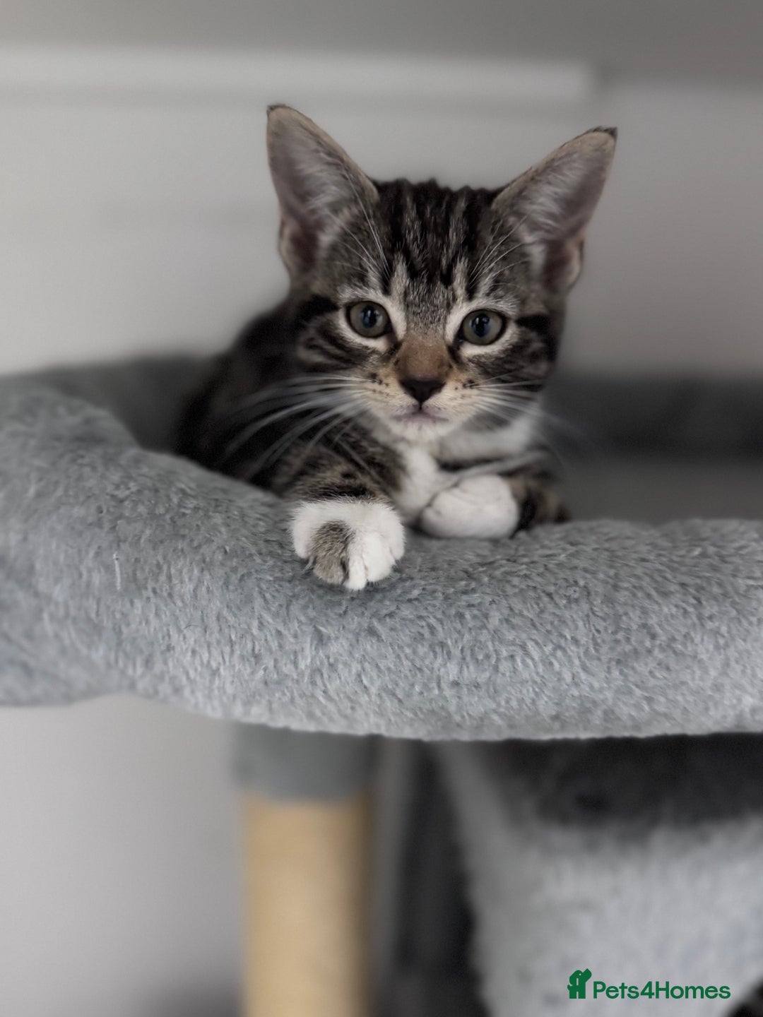 Mixed Breed cats for sale: 4 tabby kittens available  - Image 2