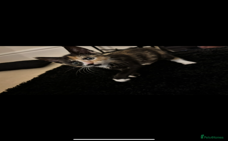 Mixed Breed cats - Advert 1