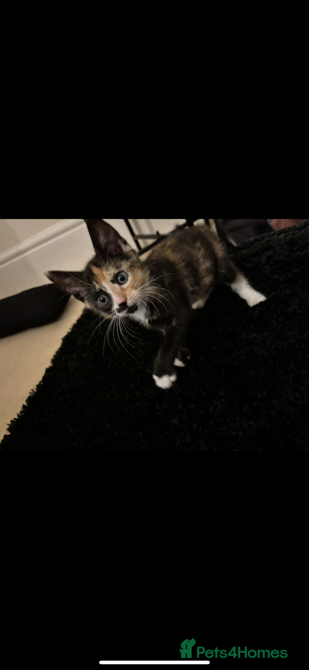 Mixed Breed cats for sale: 2 female kittens - Image 2