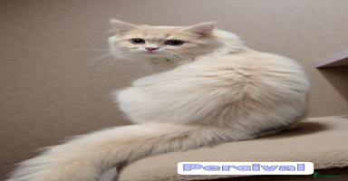 British Shorthair cats - Advert 5