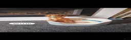 Miniature Dachshund dogs for sale: 🤍KC Reg Longhair miniature cream daschunds🤍 - Advert 15