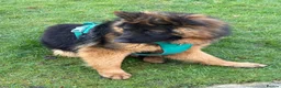 German Shepherd dogs for sale: German shepherd longhair in Milton Keynes - Advert 3