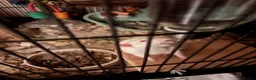 Rat rodents for sale: 2 male rats - Advert 2