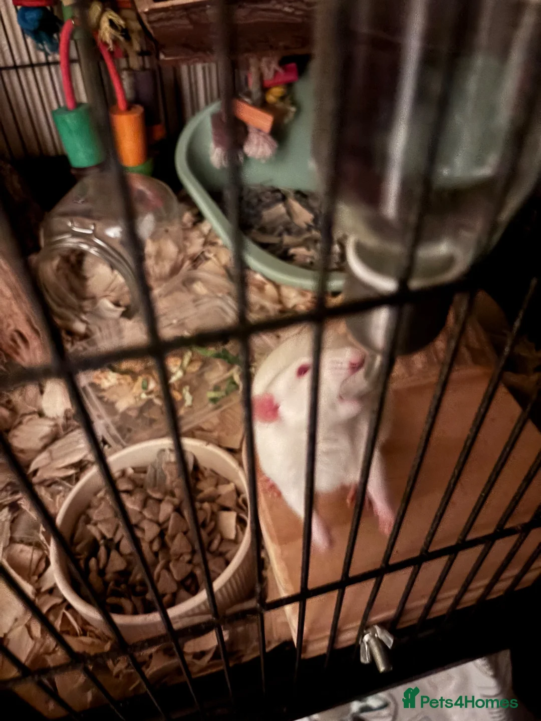 Rat rodents for sale: 2 male rats - Advert 2