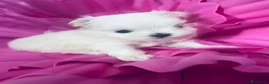 Maltese Puppy 1