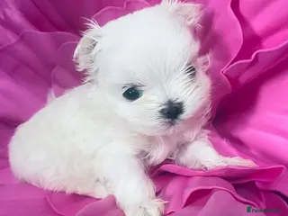 Maltese dogs Baby doll face Korean little Girl ( Ava) - Advert 2