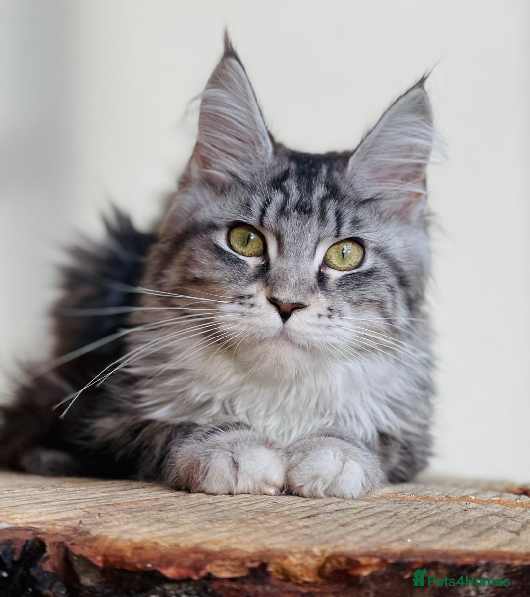 Maine Coon cats for sale: Beautiful pure bread maine coon kittens  - Image 9