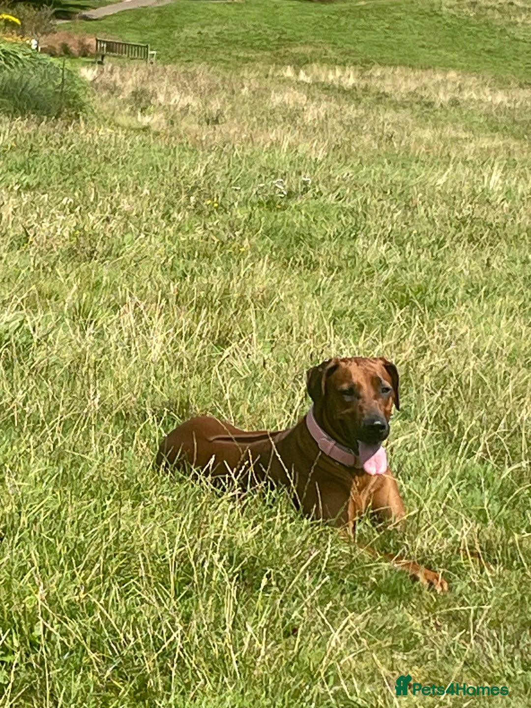 Rhodesian Ridgeback dogs for sale: Beautiful Rhodesian Ridgeback pups - Advert 2