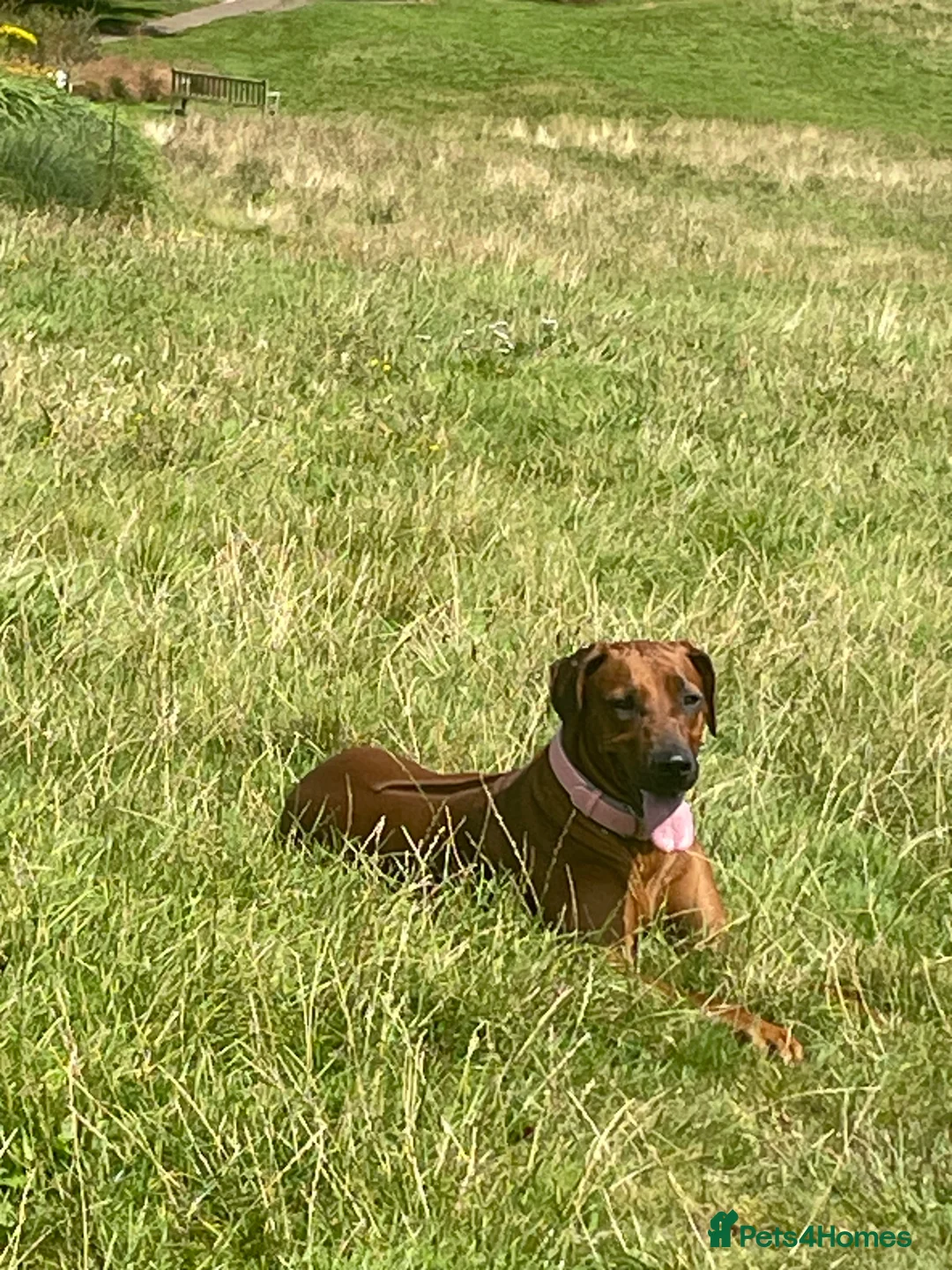 Rhodesian Ridgeback dogs for sale: Beautiful Rhodesian Ridgeback pups - Advert 21