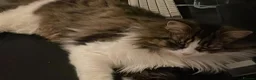 Siberian cats for sale: Lovely kittens in Ashford - Advert 1