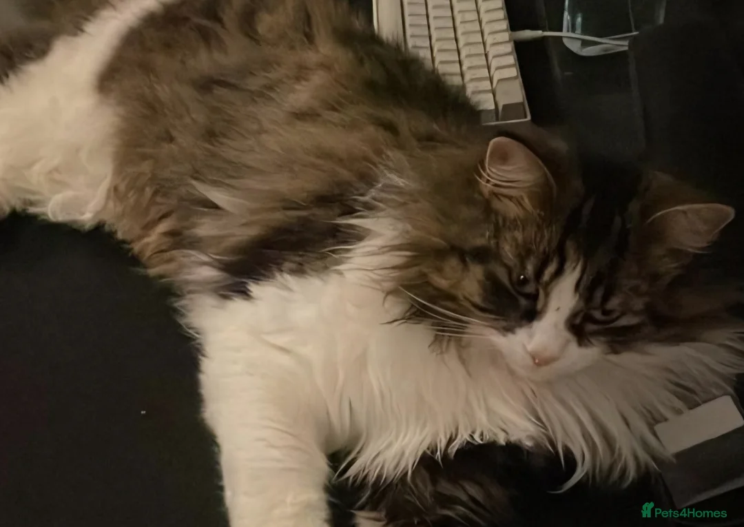 Siberian cats for sale: Lovely kittens in Ashford - Advert 1