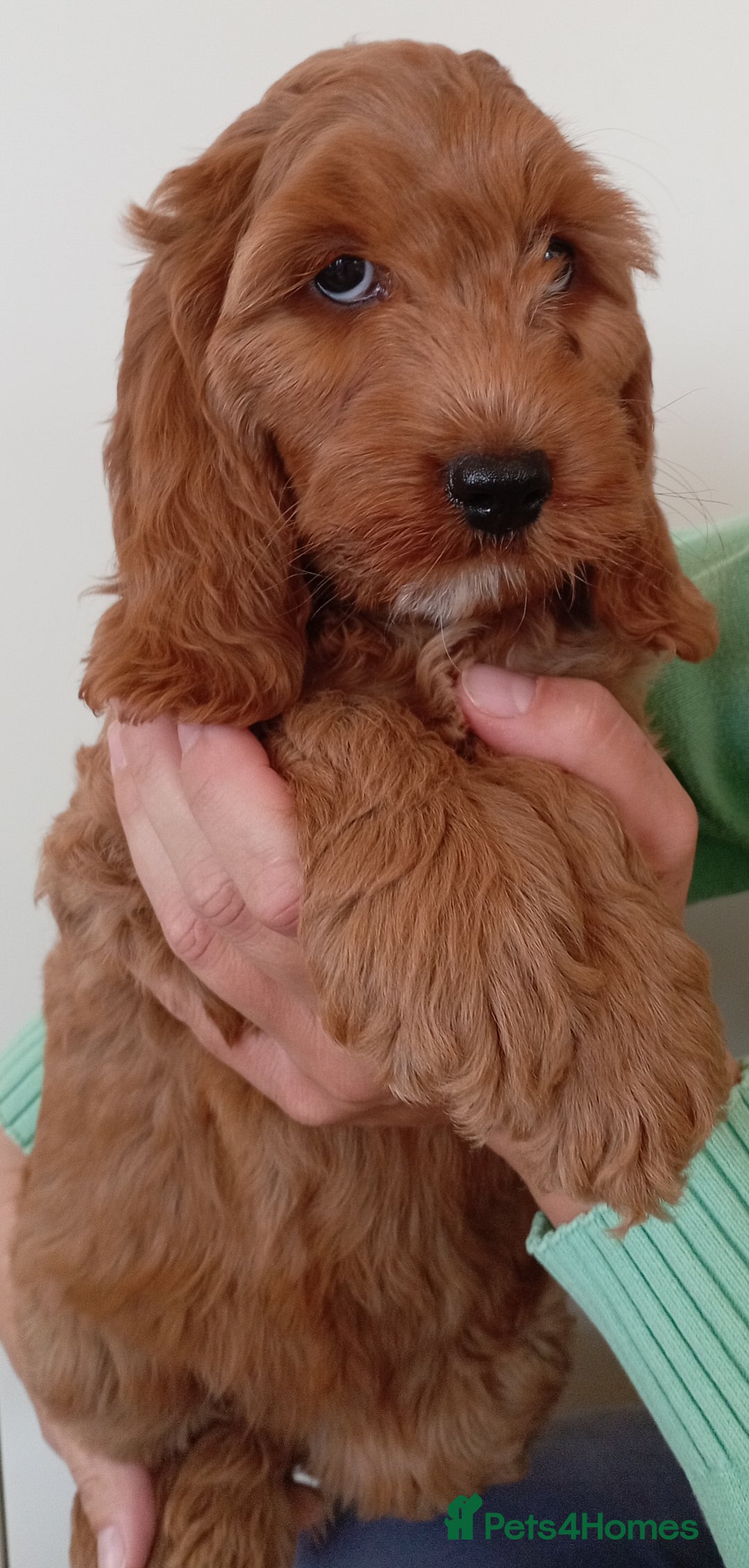Cockapoo dogs for sale: Stunning F1 Red Miniature - Health Tested Parents - Image 6
