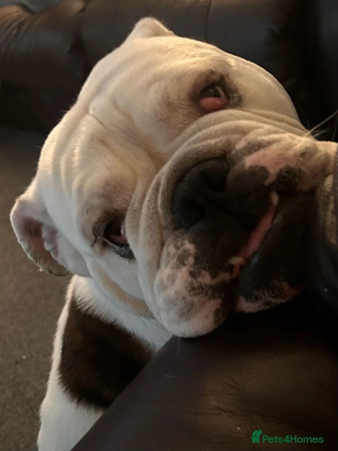 English Bulldog dogs for sale: Reluctant sale following husbands death. - Advert 1