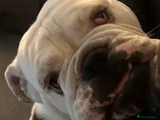 English Bulldog dogs Reluctant sale following husbands death. - Advert 1