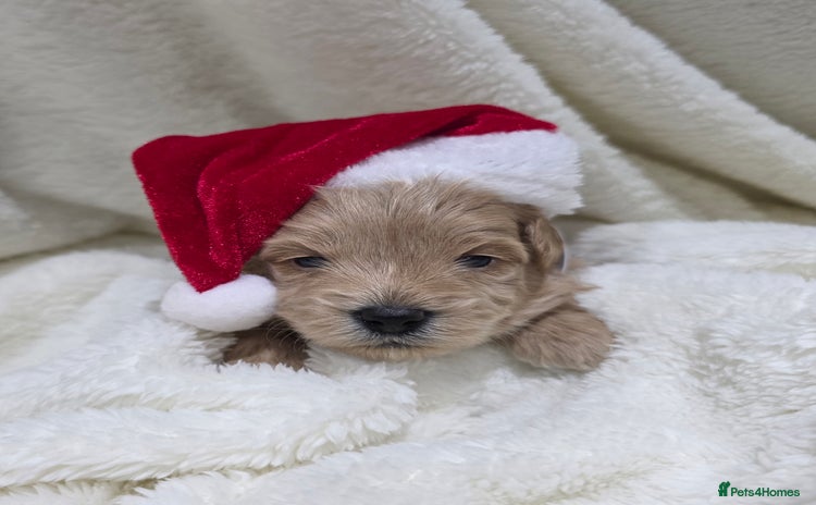 Poochon dogs Health tested parents  - Advert 1