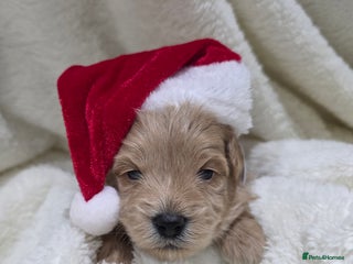 Poochon dogs Health tested parents - Advert 3