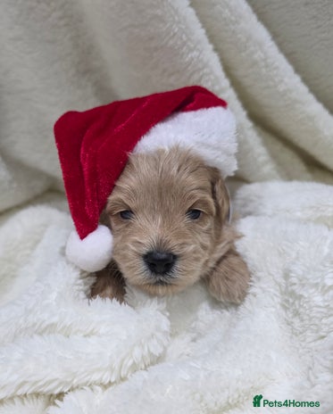 Poochon dogs Health tested parents - Advert 1