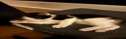 Domestic Shorthair cats for sale: Tuxedo kittens - Advert 10