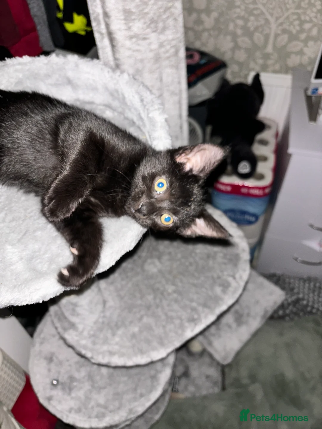 Domestic Shorthair cats for sale: 2 bonded beautiful little girls - Advert 3