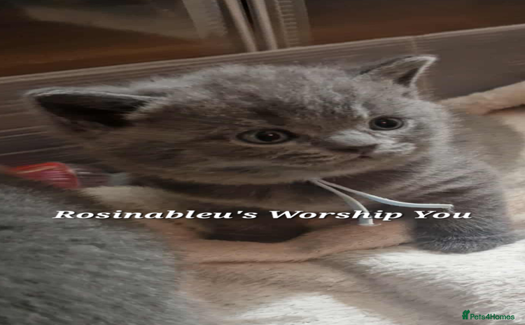 British Shorthair cats - Advert 6