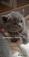 British Shorthair cats Gccf British shorthair kittens champion lines 🏆 - Advert 10