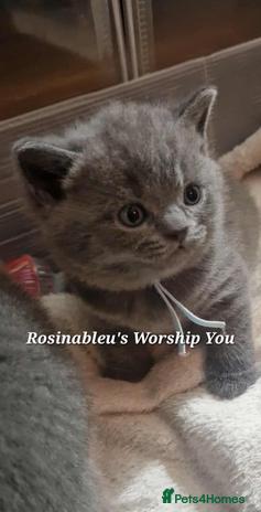 British Shorthair cats - Advert 6