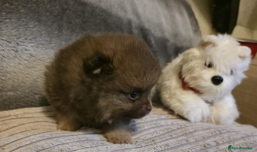 Pomeranian dogs for sale: Rare miniature Teddy face pomeranian puppies  - Image 17