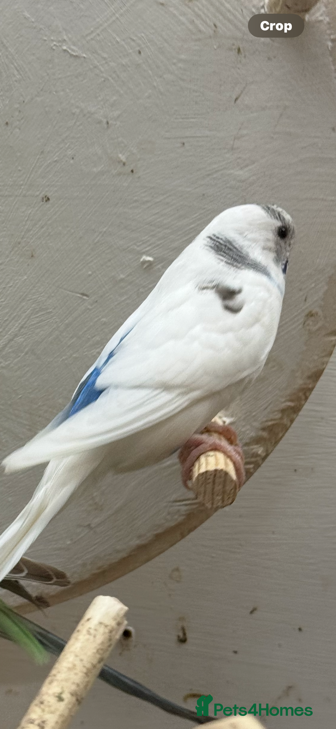 Budgerigars birds for sale: Dutch ressive pieds & love birds  - Image 2