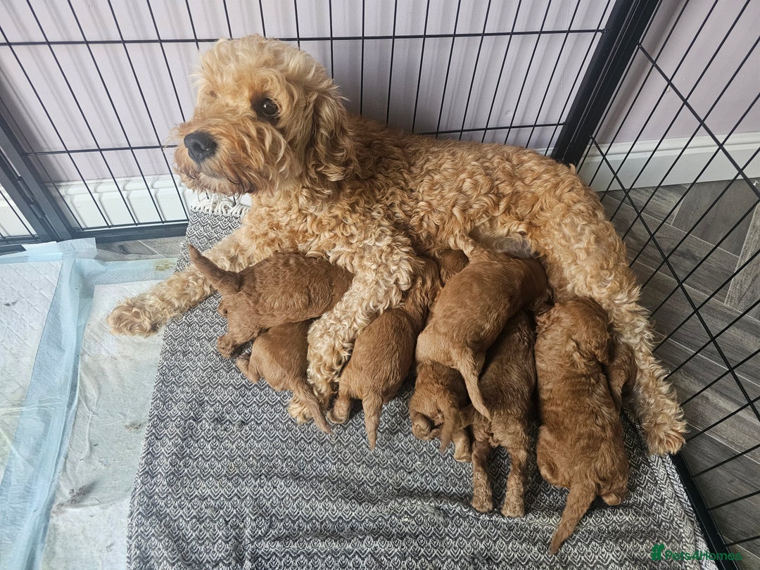 Cockapoo dogs for sale: Little teddy bears - Image 5