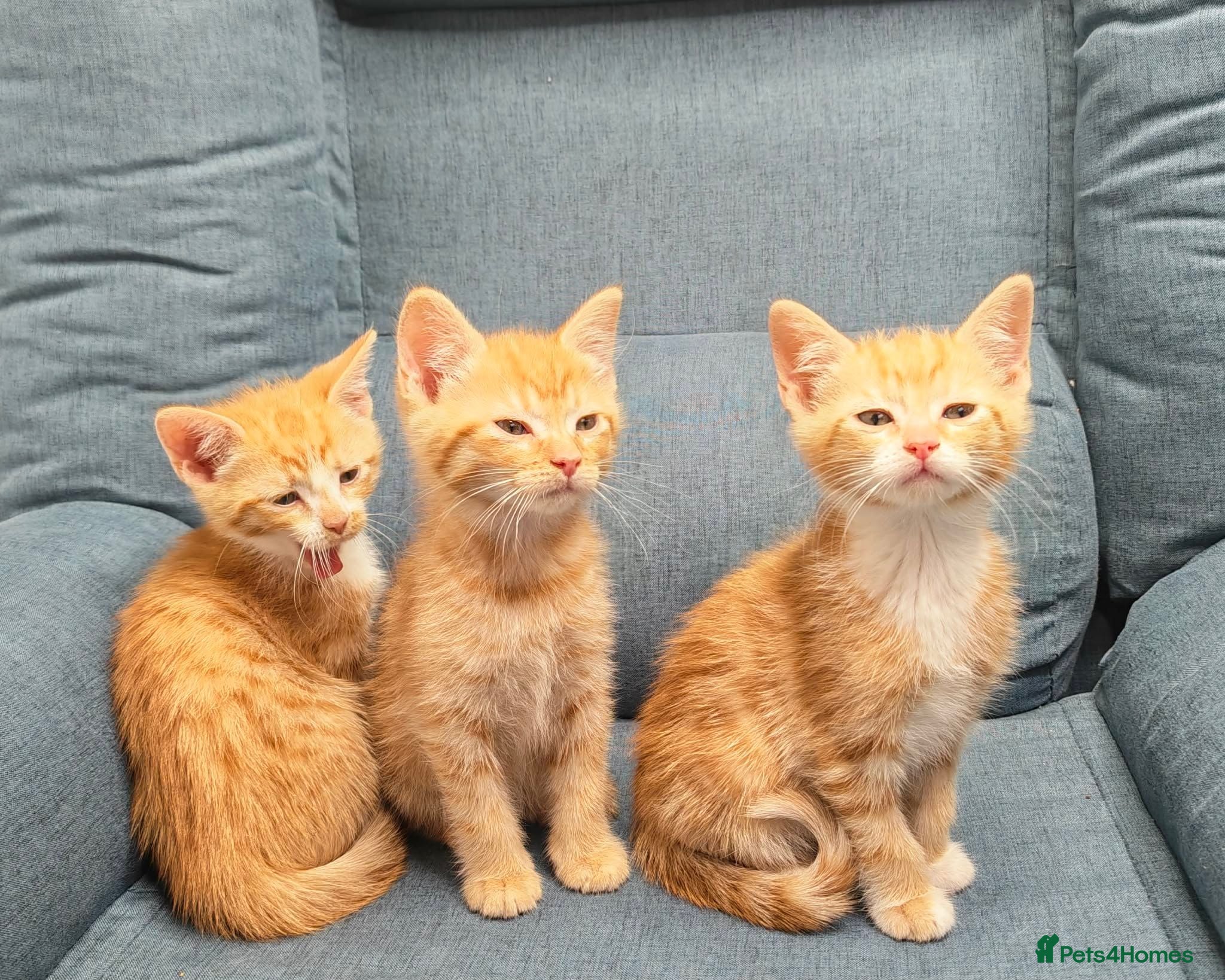 Mixed Breed cats Ginger kittens and more ;-) - Advert 1
