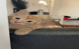 American Shorthair cats for sale: Ginger female kitten  - Image 1