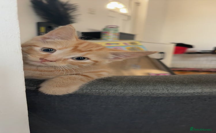 American Shorthair cats - Advert 1