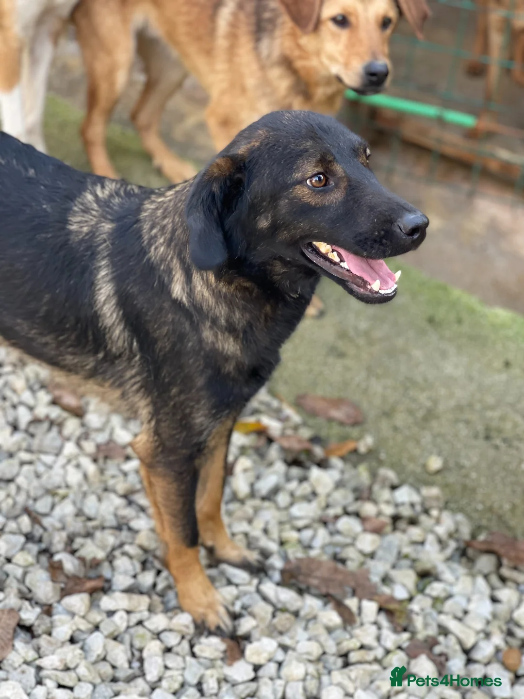 Mixed Breed dogs for adoption: Bruce & Kal - Advert 10
