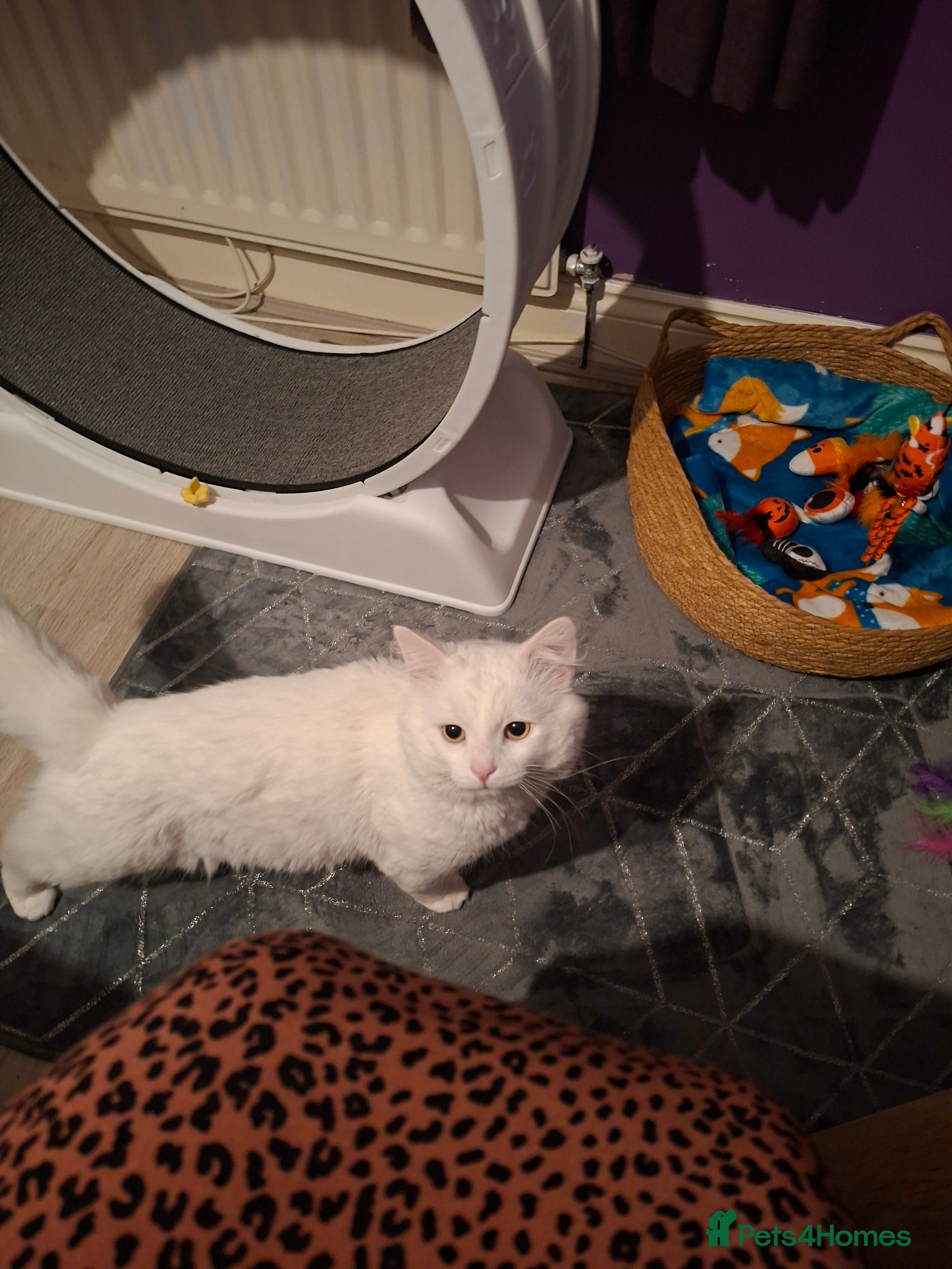 Turkish Angora cats THE TURK - Advert 1