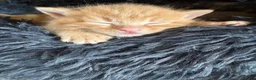 Mixed Breed cats for sale: 5 gorgeous kittens - Advert 12