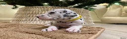 Dalmatian dogs for sale: 5 Generation KC Registered Dalmatians Boys - Advert 31
