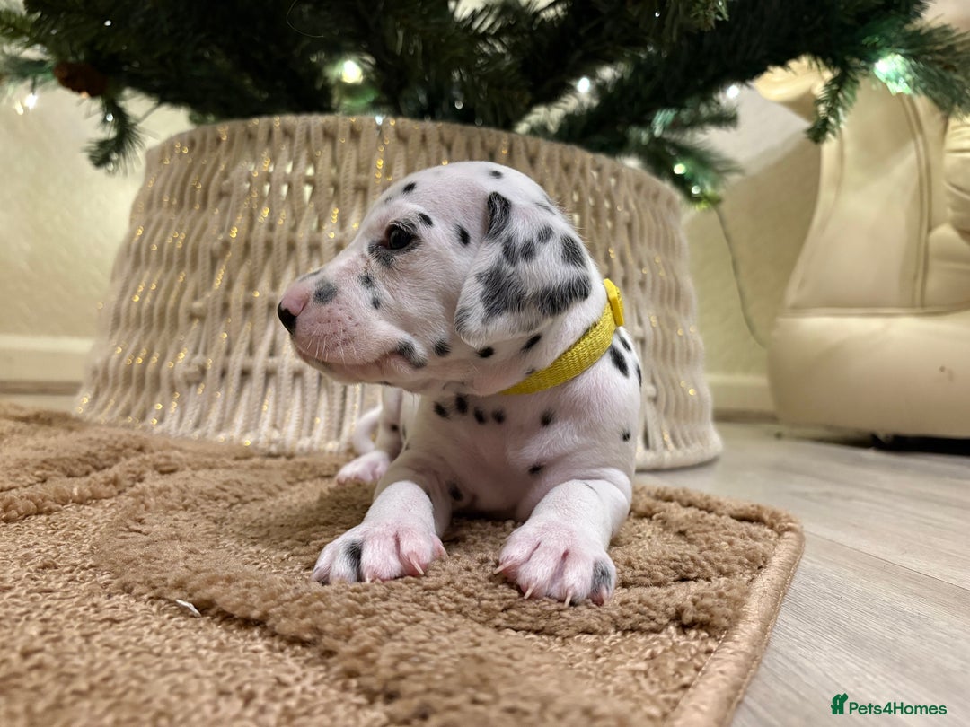 Dalmatian dogs for sale: 5 Generation KC Registered Dalmatians Boys - Advert 31