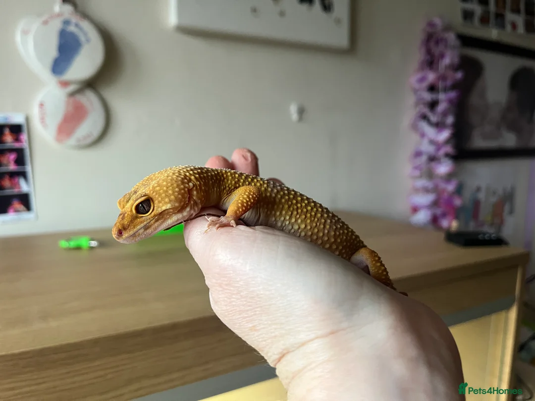 Leopard Gecko reptiles for sale: Leopard Gecko in Maidenhead - Advert 5