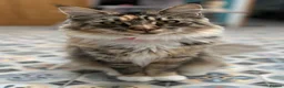 Maine Coon cats for sale: Maine Coon female for sale in Basildon - Advert 6