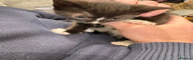 Mixed Breed Kitten 3