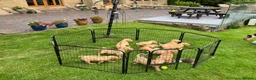 Golden Retriever dogs for sale: Outstanding Litter KC Reg Golden Retriever Puppies - Advert 17