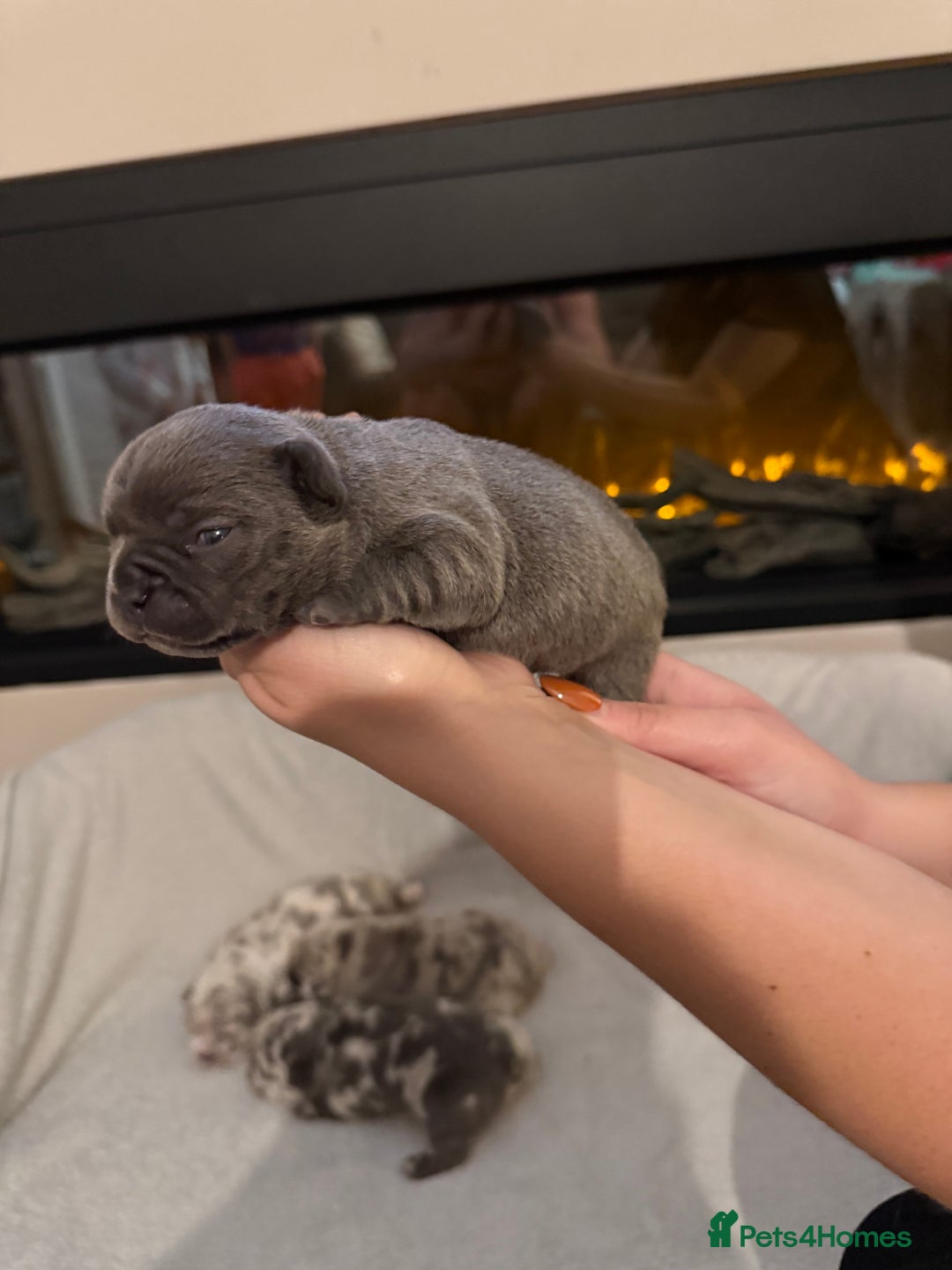 French Bulldog dogs for sale: Beautiful blue and lilac merle French bulldogs - Image 9