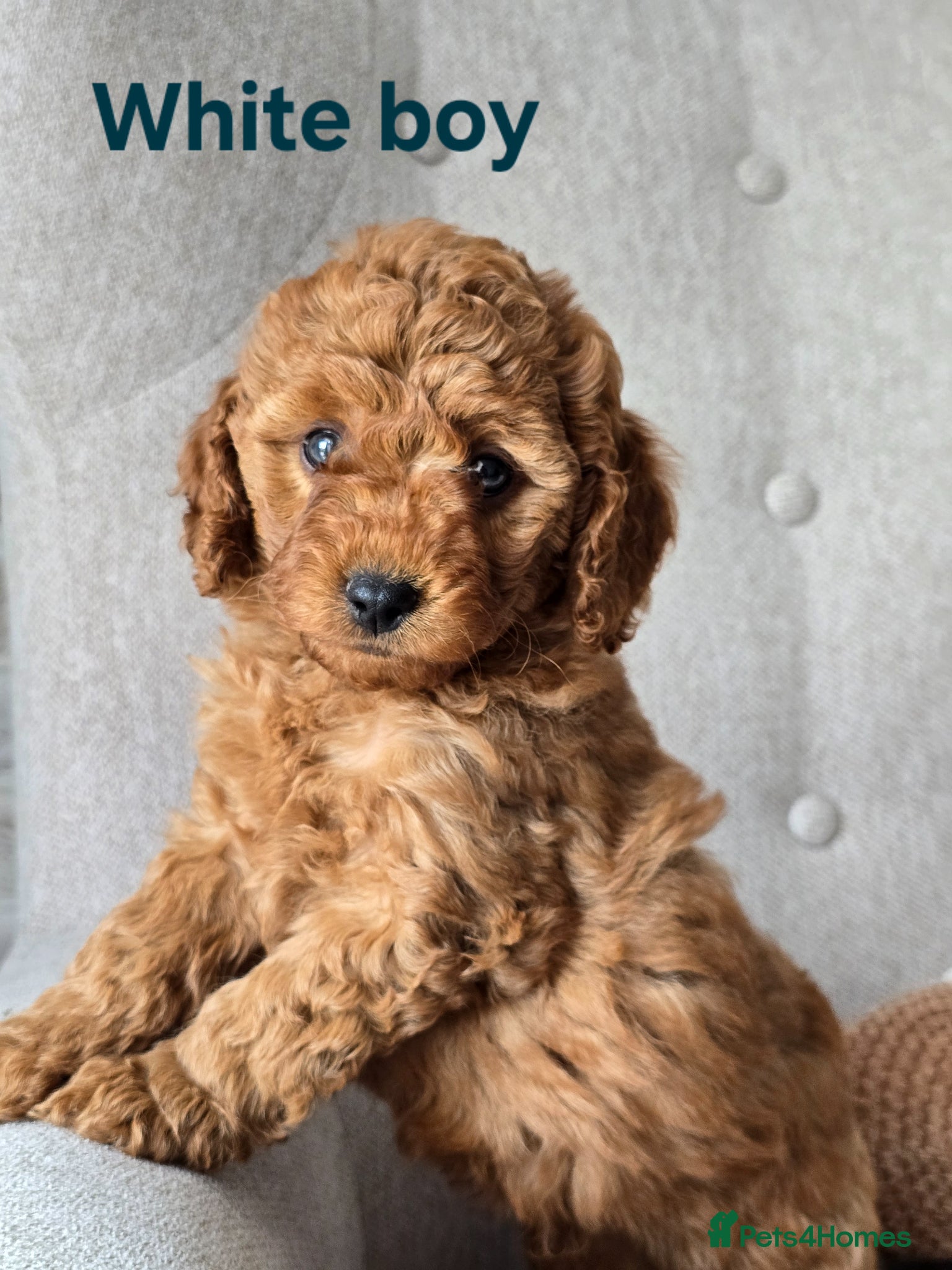 Cavapoo dogs 💥Cavapoo F1b💥 DNA tested  - Advert 2