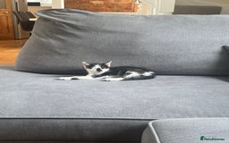 Domestic Shorthair cats for sale: Gorgeous traditional Black and white kittens  - Image 2