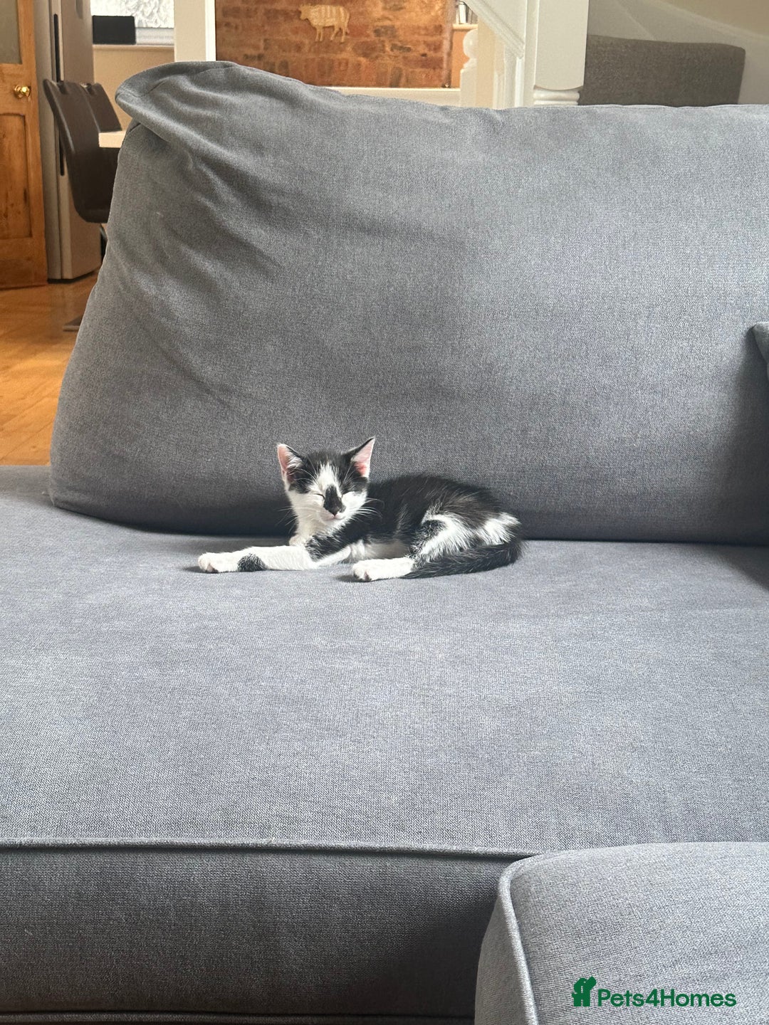 Domestic Shorthair cats for sale: Gorgeous traditional Black and white kittens  - Image 2