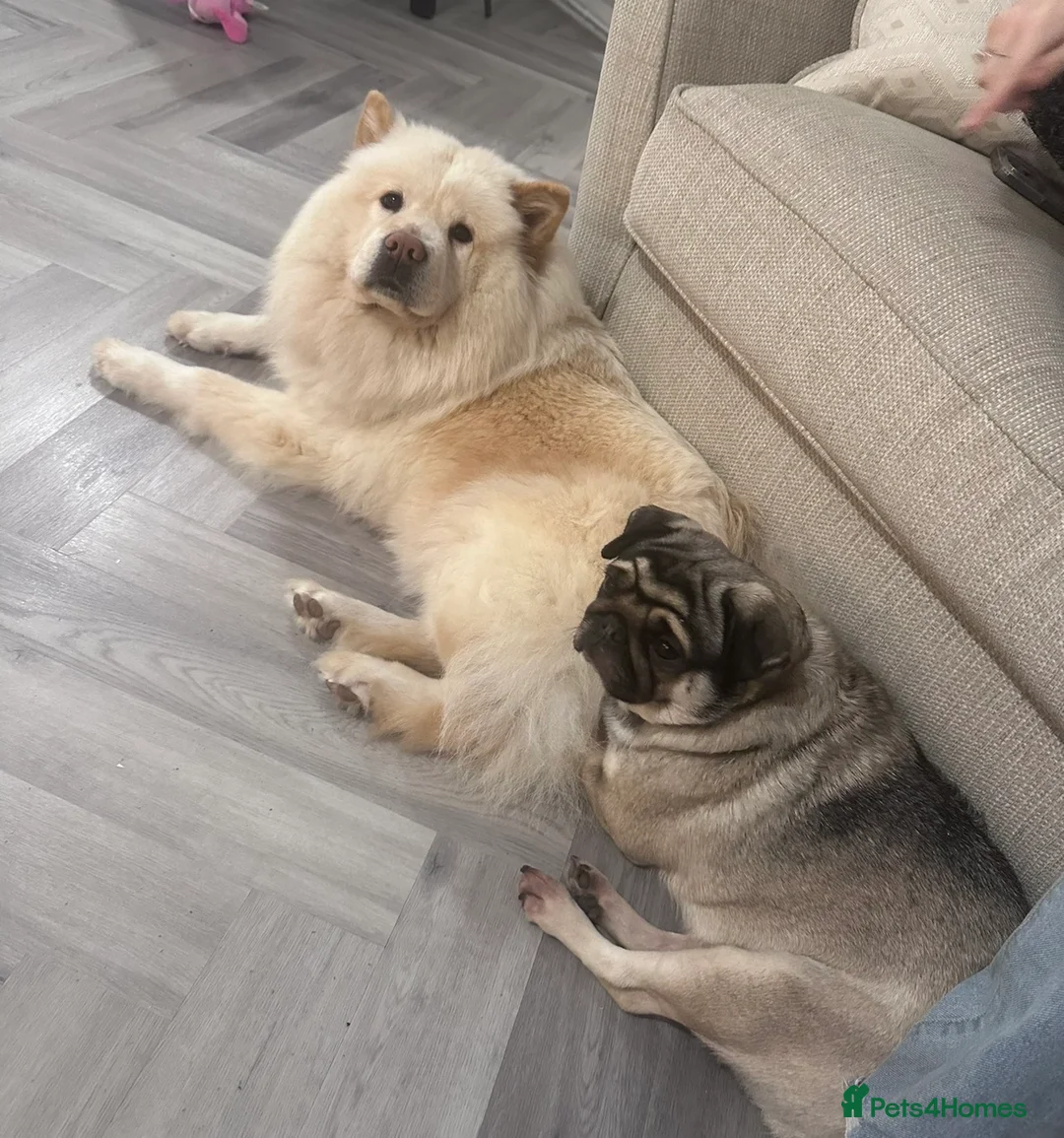 Mixed Breed dogs for sale: Rehoming - Chow Chow & two Pugs  - Advert 3