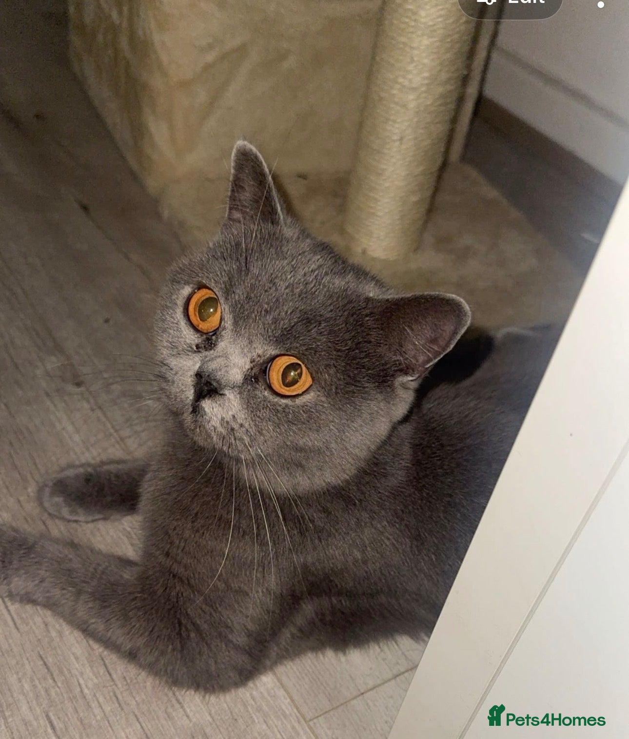 British Shorthair cats 🩶 Beautiful Olivia Looking for Her Forever Home  - Advert 4