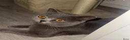 British Shorthair cats for sale: 🩶 Beautiful Olivia Looking for Her Forever Home  - Advert 1